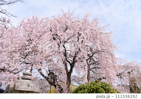 春の空をバックに満開の枝垂桜 111336282