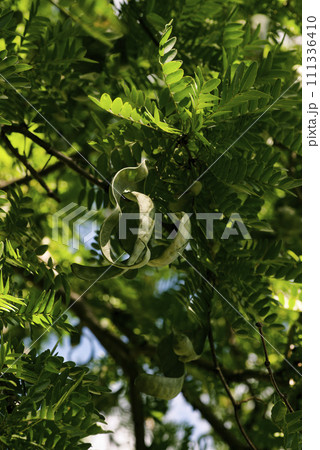 サイカチ サイカチ 111336410