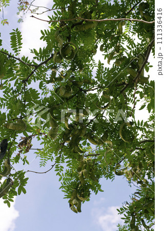 サイカチ 111336416