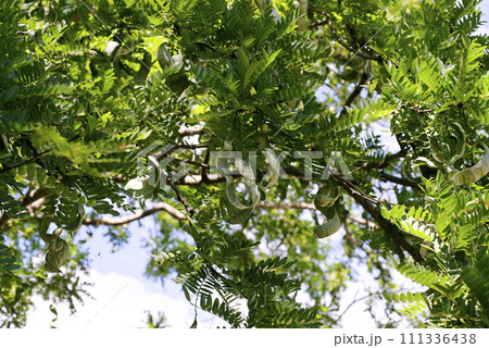 サイカチ 111336438