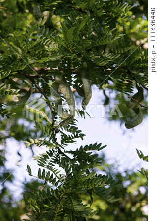 サイカチ 111336440