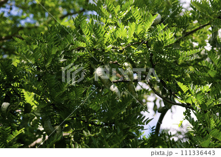 サイカチ 111336443