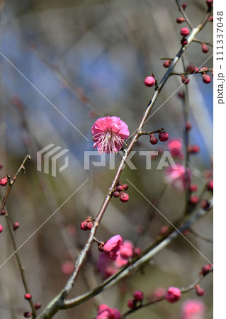 紅梅の花 111337048