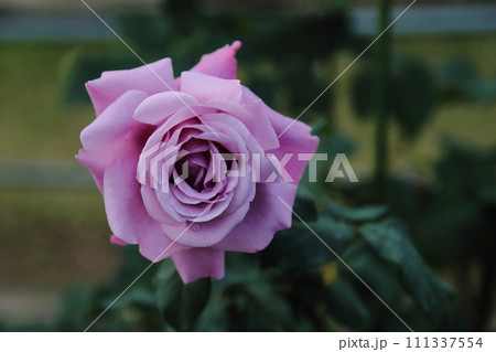 荒尾市　おもやい市民花壇　バラの花、 111337554