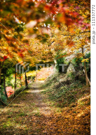 紅葉の名所　岐阜　多良峡森林公園 111337772