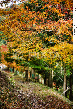 紅葉の名所 岐阜 多良峡森林公園 紅葉の名所 岐阜 多良峡森林公園 111337776