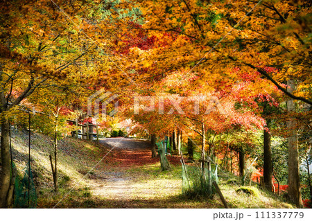 紅葉の名所 岐阜 多良峡森林公園 紅葉の名所 岐阜 多良峡森林公園 111337779