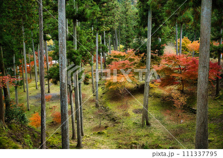 紅葉の名所　岐阜　多良峡森林公園 111337795