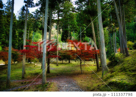 紅葉の名所　岐阜　多良峡森林公園 111337798
