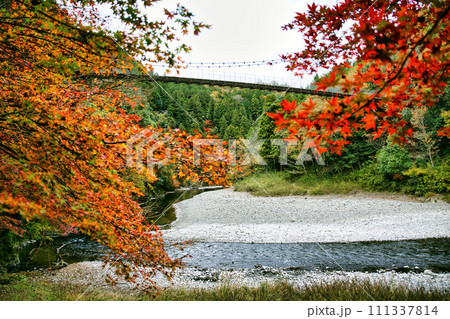 紅葉の名所　岐阜　多良峡森林公園の吊り橋 111337814
