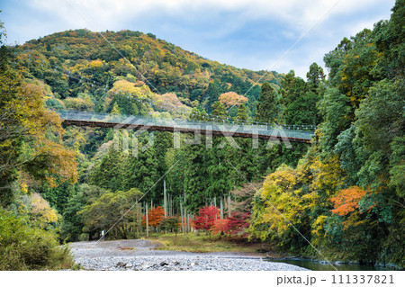 紅葉の名所 岐阜 多良峡森林公園の吊り橋 紅葉の名所 岐阜 多良峡森林公園の吊り橋 111337821