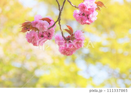 春の日差しに映える八重桜 春の日差しに映える八重桜 111337865