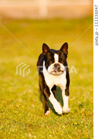 春のドックランを嬉しそうに走って来るボストンテリアのマイティ君♡ 111338047