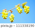 青空と黄色く可憐なトサミズキのつぼみ 111338190