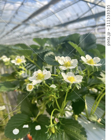 いちご園で見つけたイチゴの花 いちご園で見つけたイチゴの花 111338385