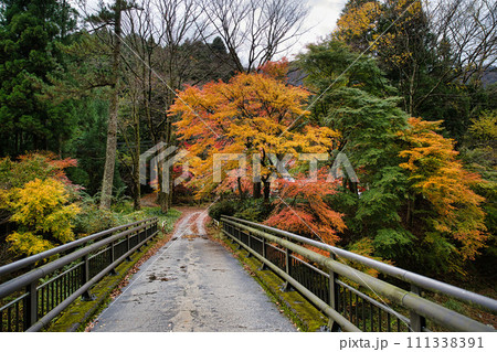 岐阜で出会えた素敵な秋景色 岐阜で出会えた素敵な秋景色 111338391