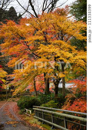 岐阜で出会えた素敵な秋景色 111338399