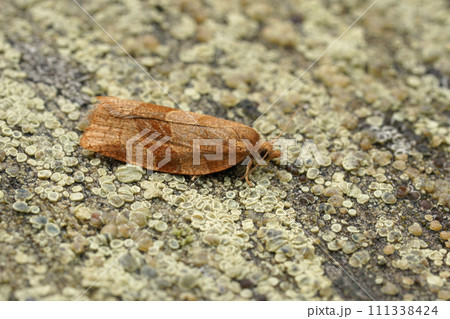 Closeup on the barred Fruit tree tortrix moth, Pandemis cerasana sitting on wood in the garden Closeup on the barred Fruit tree tortrix moth, Pandemis cerasana sitting on wood in the garden 111338424