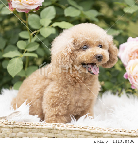 A toy poodle smiling with a rose - Stock Photo [111338436] - PIXTA