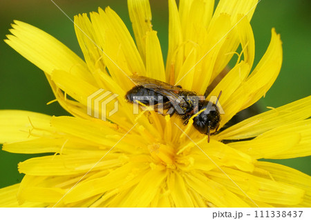 Colorful closeup of a female small shaggy bee Panurgus calcaratus on a yellow flower 111338437