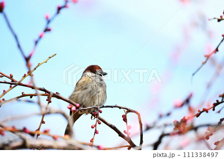 しだれ梅の蕾とふくら雀 しだれ梅の蕾とふくら雀 111338497
