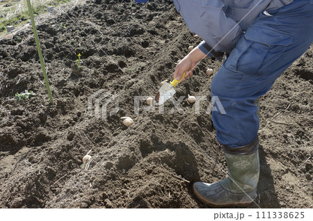 ジャガイモ植え付け ジャガイモ植え付け 111338625