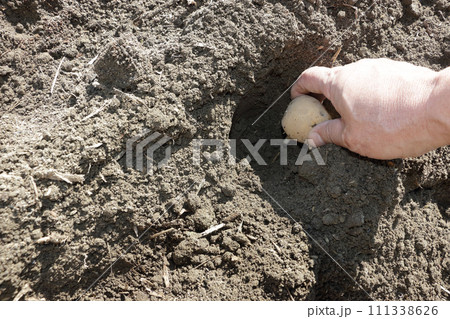 ジャガイモ植え付け ジャガイモ植え付け 111338626