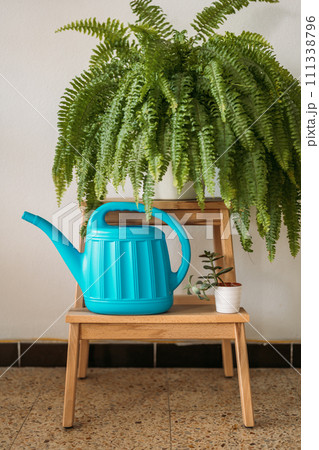 Vibrant blue watering can on a wooden stool with plants 111338796
