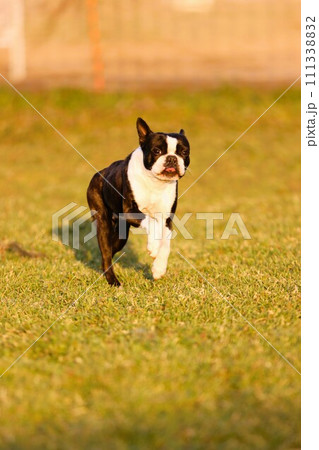 春のドックランで楽しそうに遊ぶボストンテリアのマイティ君♡ 111338832