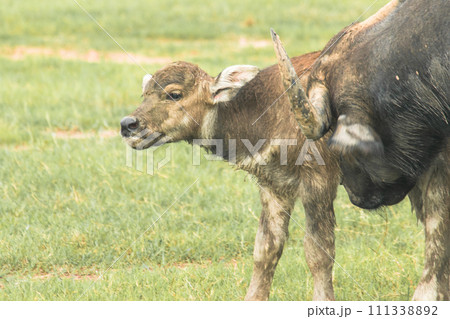 A mother buffalo and baby buffalo are walking and eating grass in the field. 111338892