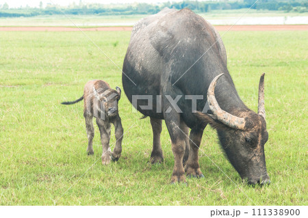 A mother buffalo and baby buffalo are walking and eating grass in the field. 111338900