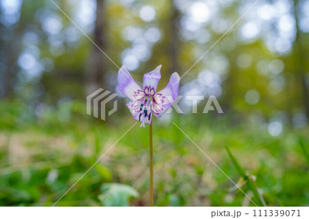 【花素材】カタクリの花【長野県】 【花素材】カタクリの花【長野県】 111339071