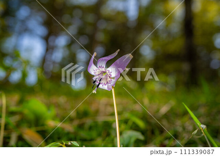 【花素材】カタクリの花【長野県】 【花素材】カタクリの花【長野県】 111339087