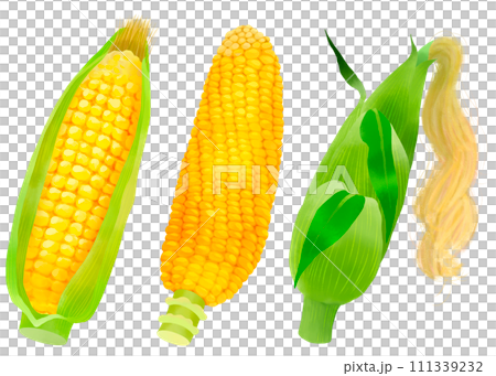 Corn illustration material set painted in watercolor Corn illustration material set painted in watercolor 111339232