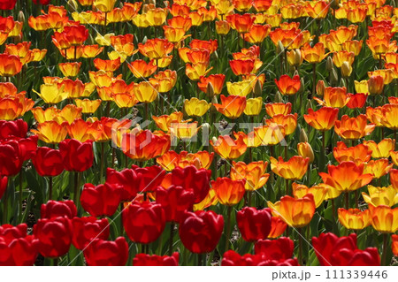 鮮やかな赤色とオレンジ色のチューリップ 111339446