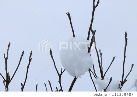 綿のように雪が積もった木 綿のように雪が積もった木 111339487