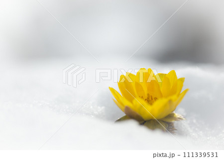 雪の中の福寿草 111339531