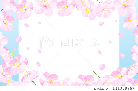 背景やタイトルに使えるシンプルな満開の桜吹雪と花びらのコピースペースのある白背景と青空の春フレーム 111339567