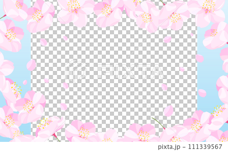 背景やタイトルに使えるシンプルな満開の桜吹雪と花びらのコピースペースのある白背景と青空の春フレーム 111339567