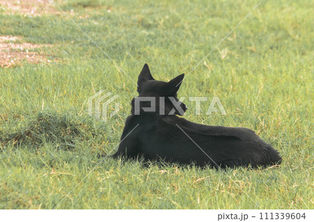 Black dog lying on the grass 111339604
