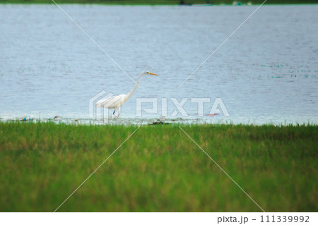 Egrets search for food in the water. 111339992