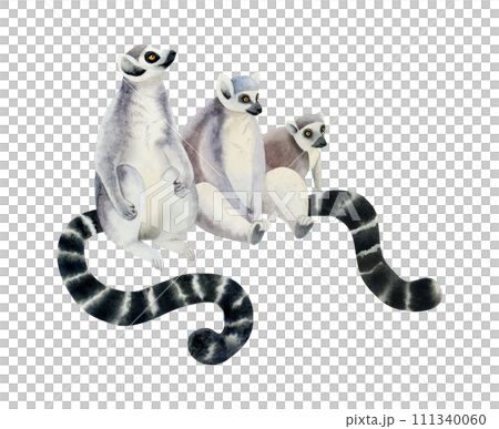 Ring-tailed lemurs family with long black and white tails watercolor illustration isolated on white background. Funny Madagascar tropical monkeys from jungle forests Ring-tailed lemurs family with long black and white tails watercolor illustration isolated on white background. Funny Madagascar tropical monkeys from jungle forests 111340060