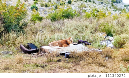 Pasture of cows in the mountains near Bar, Cows rest and graze at the same time, In the mountains in the vicinity of the city, a bar was seen like this, it was unexpected Pasture of cows in the mountains near Bar, Cows rest and graze at the same time, In the mountains in the vicinity of the city, a bar was seen like this, it was unexpected 111340272