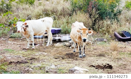 Pasture of cows in the mountains near Bar, Cows rest and graze at the same time, In the mountains in the vicinity of the city, a bar was seen like this, it was unexpected 111340273