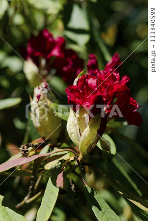 赤いシャクナゲの花 赤いシャクナゲの花 111340599