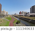 桜並木 111340633