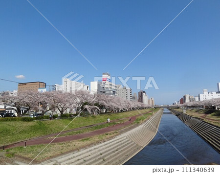 桜並木 桜並木 111340639