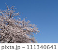 桜並木 111340641