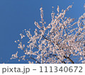 さくら 111340672