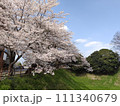 桜 111340679